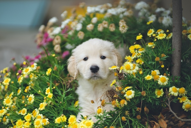 Image of a puppy in a flower bed