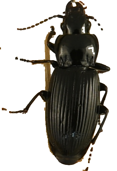 beetle_1162.png