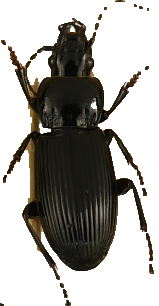 beetle_1285.png