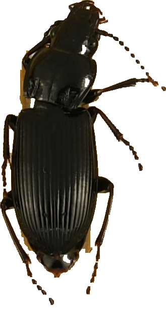 beetle_1292.png