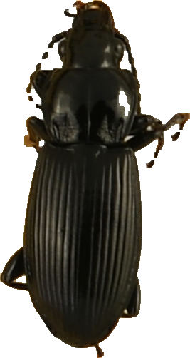 beetle_229.png