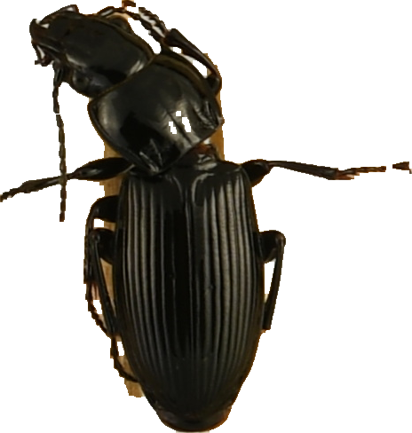 beetle_552.png