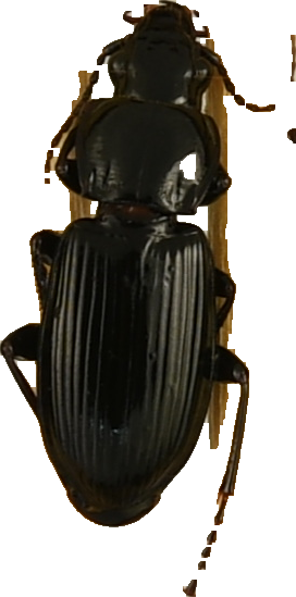 beetle_839.png