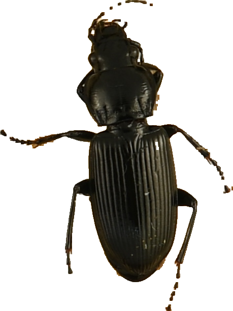 beetle_884.png