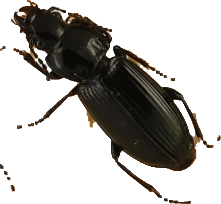 beetle_165.png