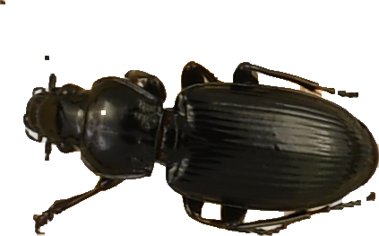 beetle_304.png