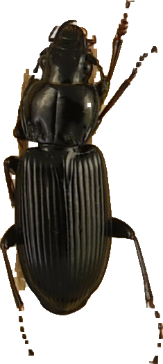 beetle_314.png