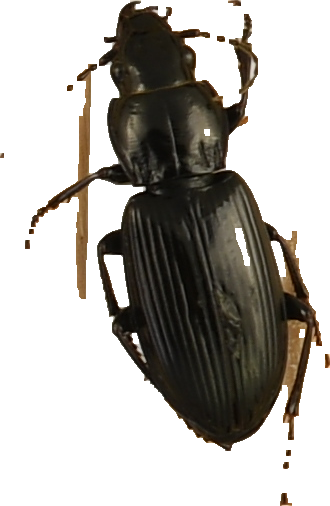 beetle_613.png