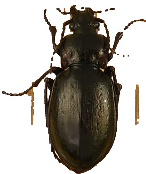 beetle_1382.png