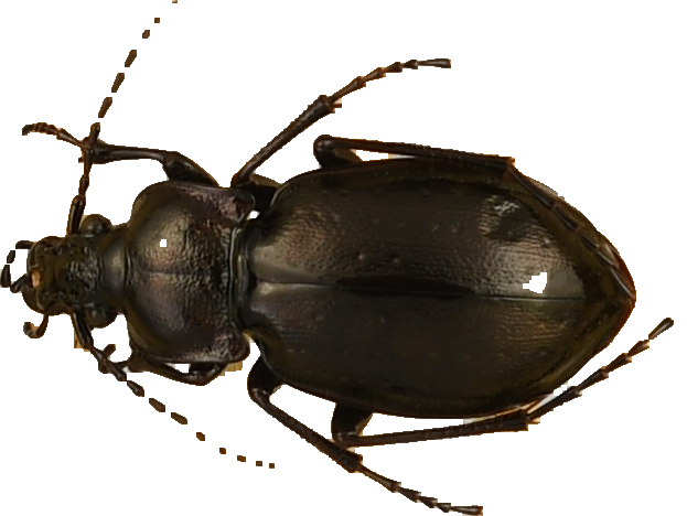 beetle_735.png