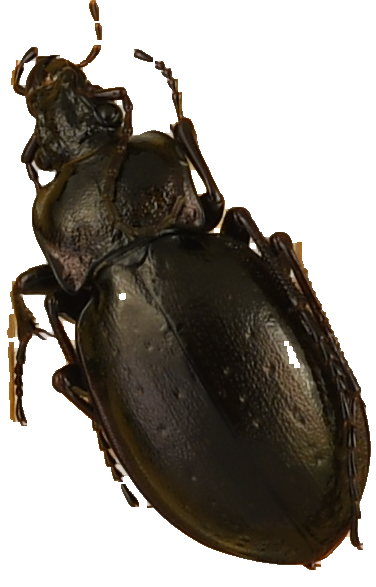 beetle_749.png