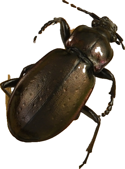 beetle_762.png