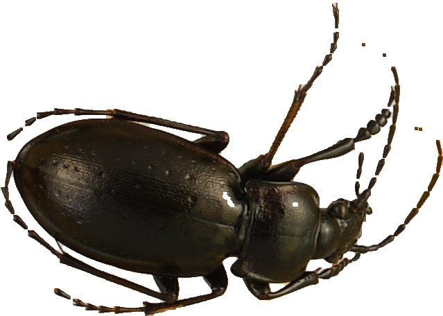 beetle_775.png