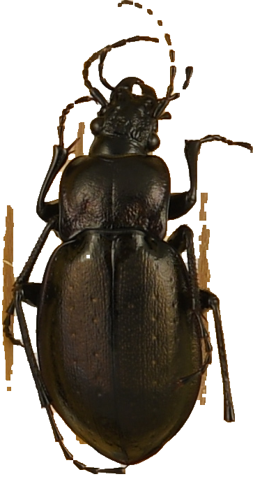 beetle_782.png