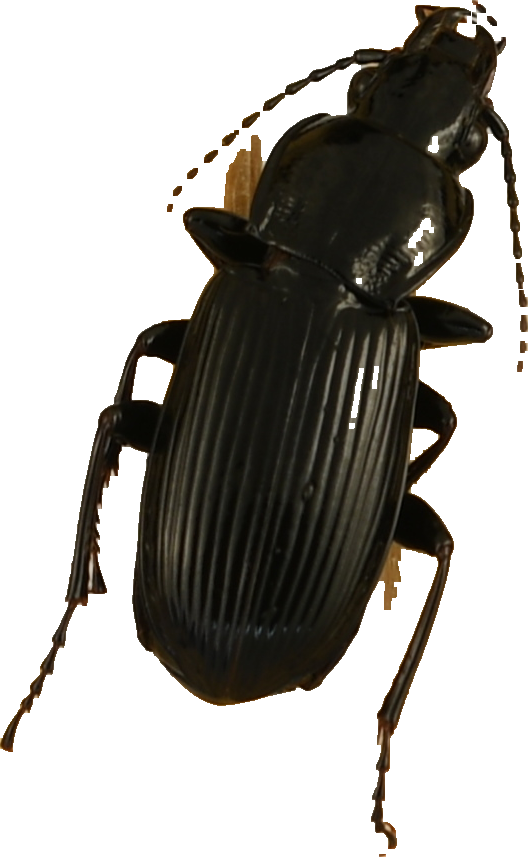 beetle_431.png