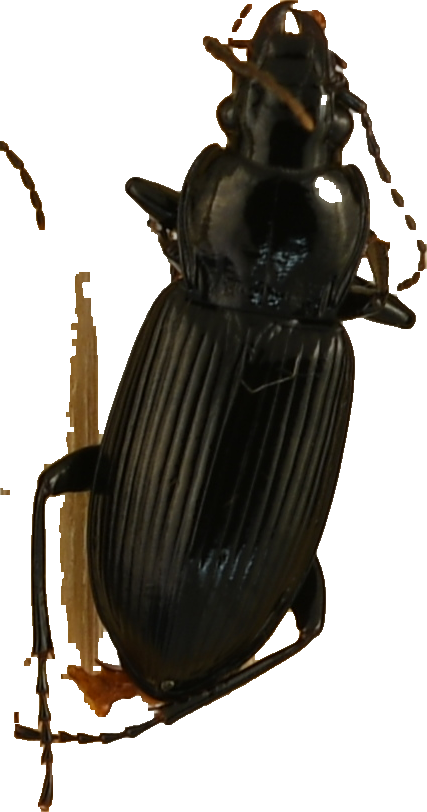 beetle_442.png