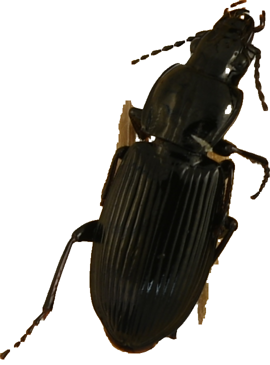 beetle_443.png