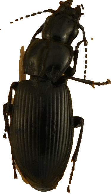 beetle_267.png