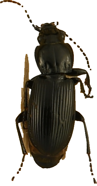 beetle_273.png