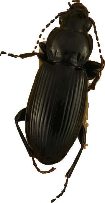 beetle_568.png