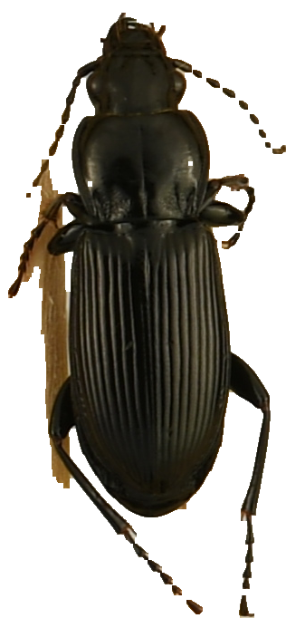 beetle_582.png