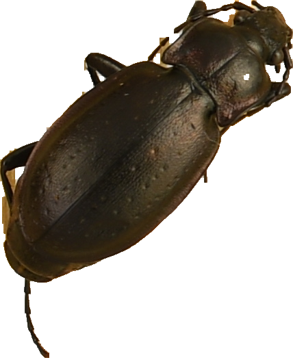 beetle_482.png