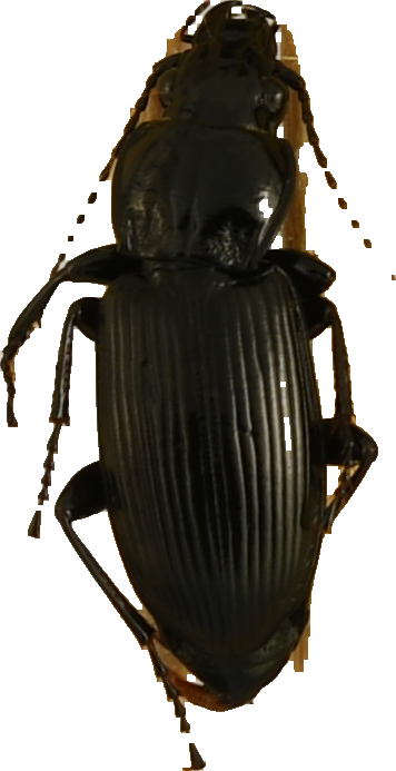 beetle_409.png