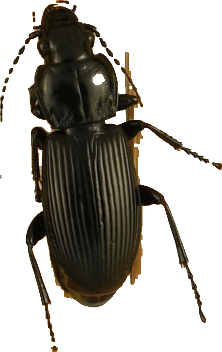 beetle_434.png