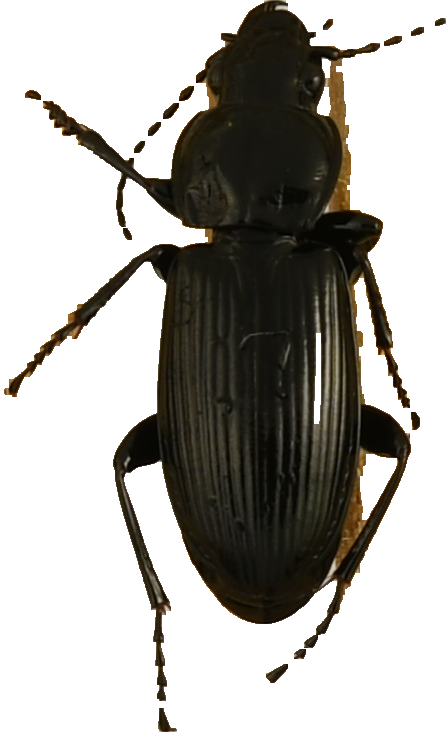 beetle_849.png