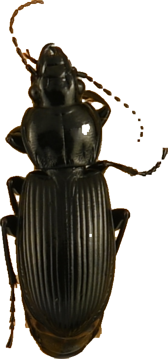 beetle_851.png