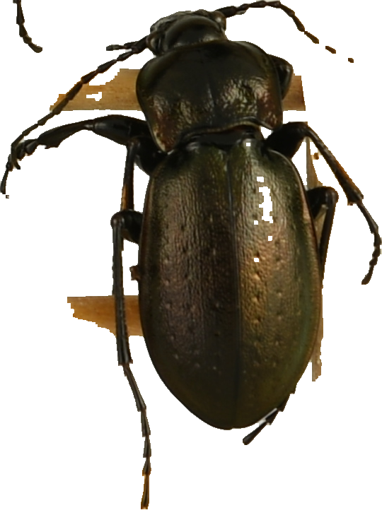 beetle_442.png