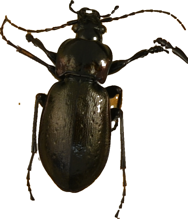 beetle_872.png