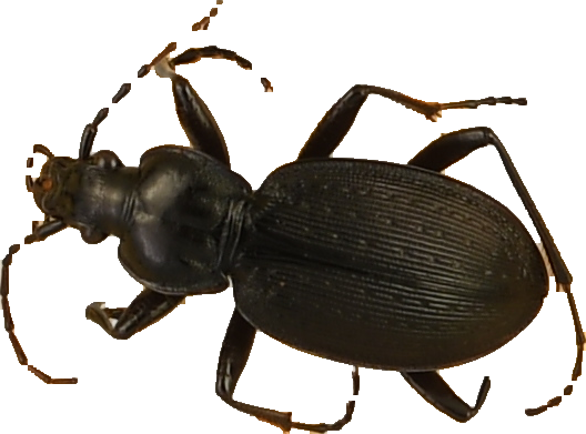 beetle_199.png