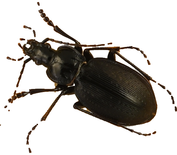 beetle_220.png