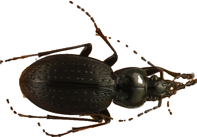 beetle_377.png