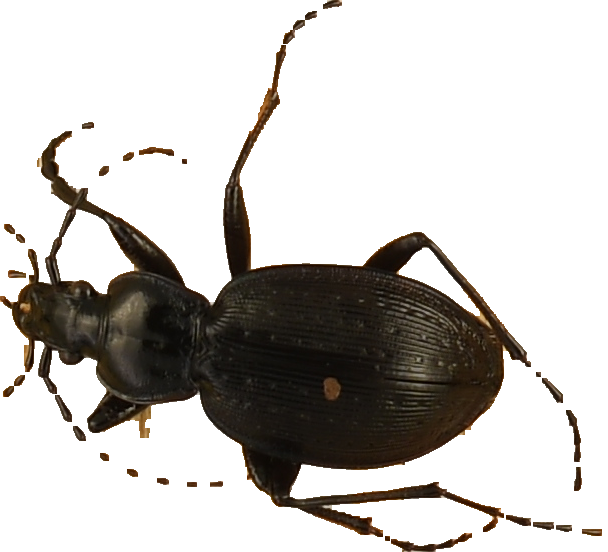 beetle_485.png