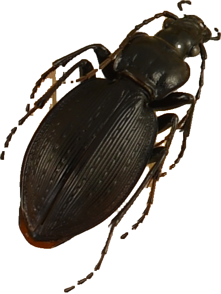 beetle_523.png