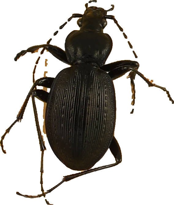 beetle_607.png