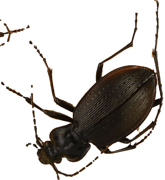 beetle_444.png