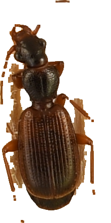 beetle_179.png