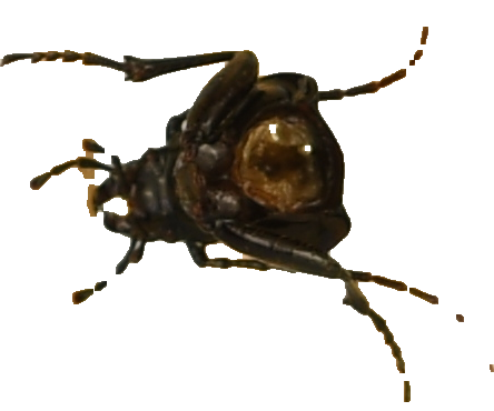 beetle_31.png