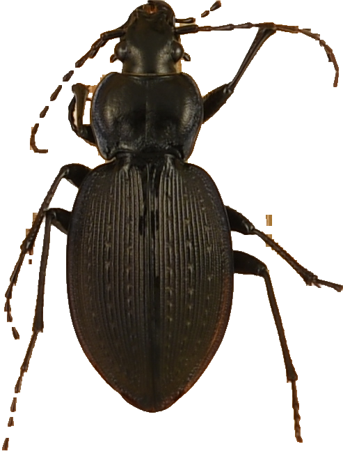 beetle_237.png