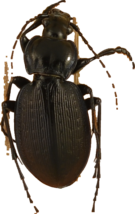 beetle_260.png