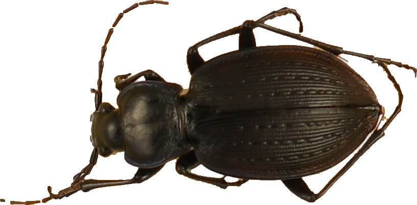 beetle_657.png