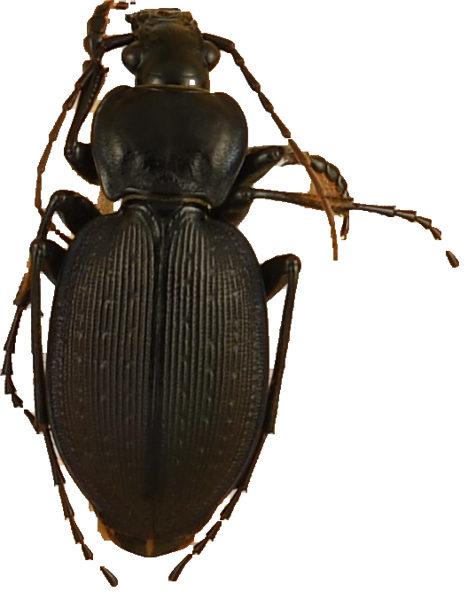 beetle_934.png