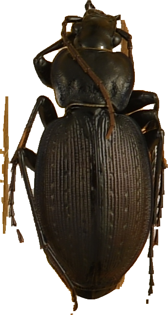 beetle_936.png