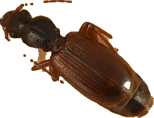 beetle_141.png