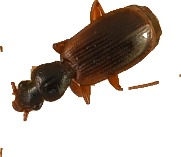 beetle_181.png