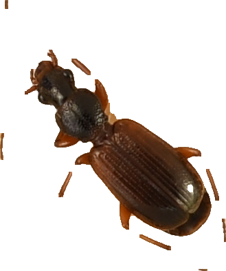 beetle_194.png