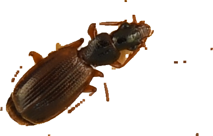 beetle_197.png